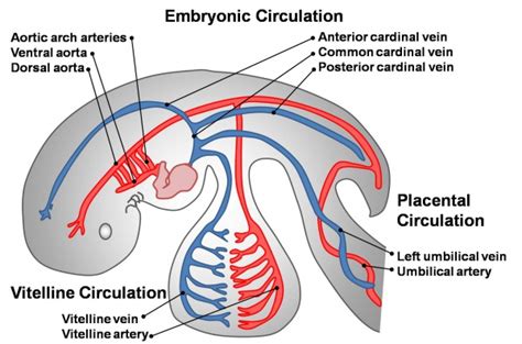 Cardiovascular System Blood Vessel Development Embryology