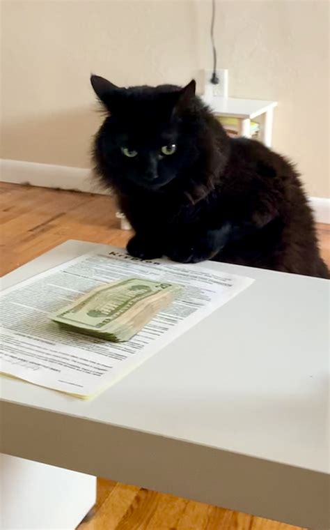 CFO (Chief Feline Overseer), signing fancy business contracts : r