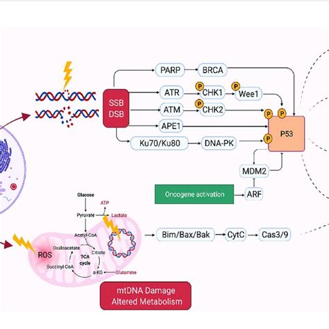 Mechanism Of Dna Damage Induced By Ionizing Radiation Created In