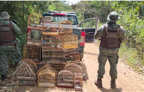 Cippa Apreende Nove Armas E Resgata Aves Nativas Da Mata Atl Ntica