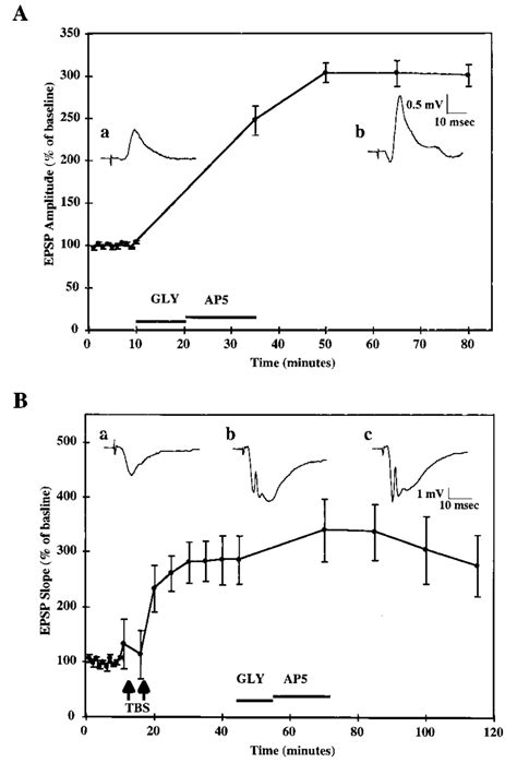 Glycine Induced Ltp In Hippocampal Slice Cultures A Cultured