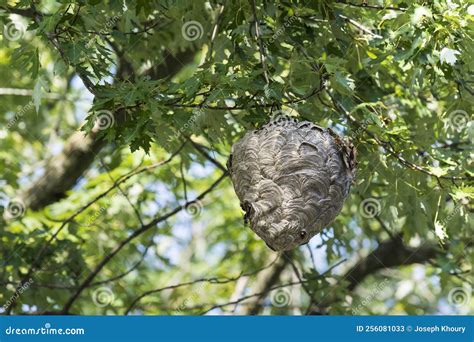 Bald Faced Hornets Dolichovespula Maculata Nest In A Tree Stock Image Image Of Hornets Bald