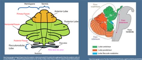 Le Cervelet Flashcards Quizlet