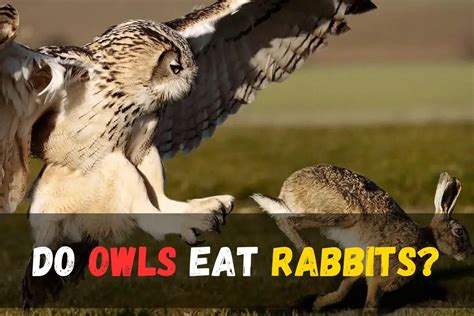 Do Owls Eat Rabbits? Unveiling Owl Hunting Habits - Bird Queries