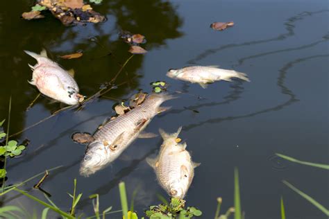 The Long-term Effects of Water Pollution on the Environment - Help Save ...