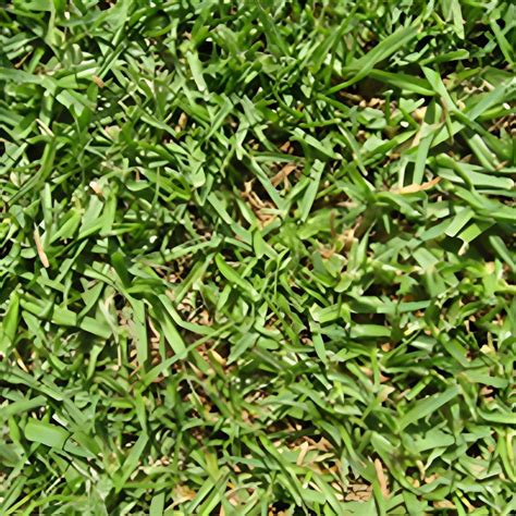 Instant Turf Evergreen Turf