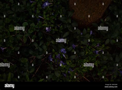 View Of Purple Flowers In The Garden Stock Photo Alamy