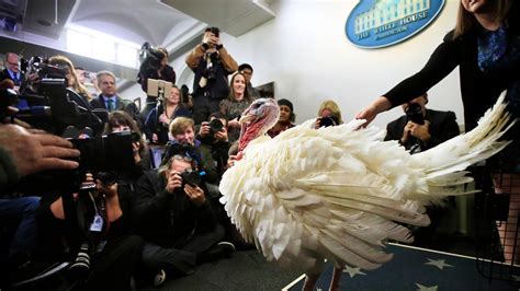 Trump Pardons Turkey A Look At The White Houses Thanksgiving