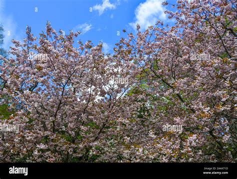 Cherry blossom (hanami) in Nara, Japan. Cherry blossom festivals are ...