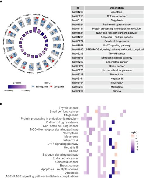 Frontiers Autophagy Related Signatures As Prognostic Indicators For