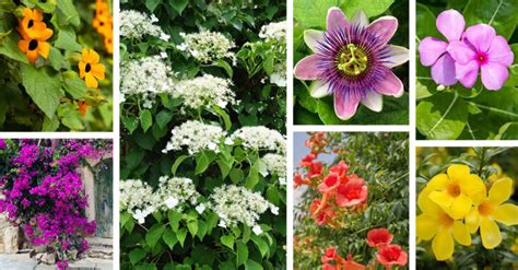 24 Perennial Flowering Vines That Climb With Ease