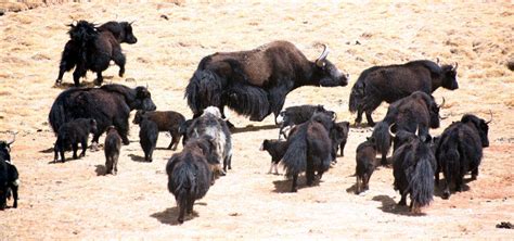 Community-based wild yak conservation in Tibet > WCS China