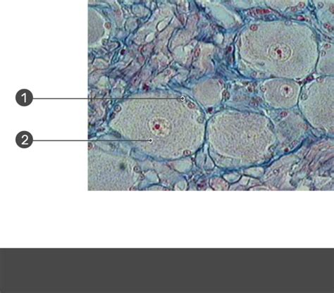 Satellite Cells - Location, Structure, and Function | GetBodySmart