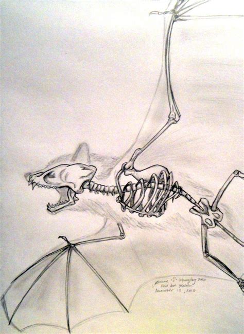 Bat Skeleton Drawing at PaintingValley.com | Explore collection of Bat Skeleton Drawing