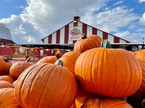 Portland Or Pumpkin Patch On Sauvie Island Accredited Private Online