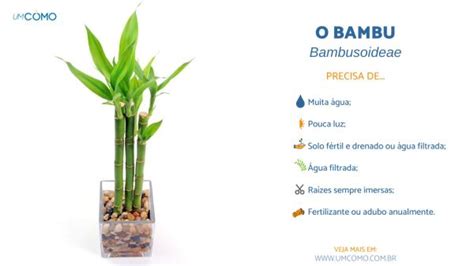 Como Cuidar De Um Bambu Na Gua Ou Solo D Vidas Comuns