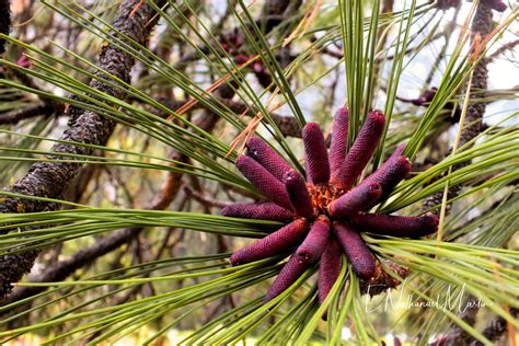 Nature By Nat Photography Yosemite National Park