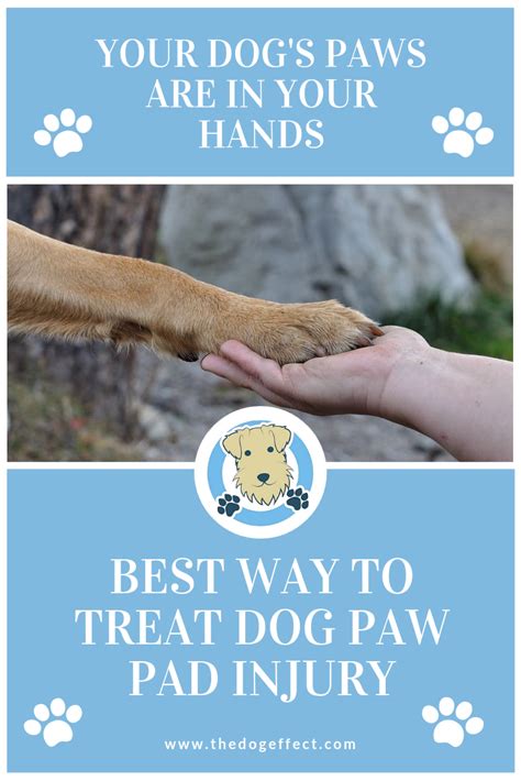 One Of The Most Important Parts Of Your Dog Their Paws Learn All