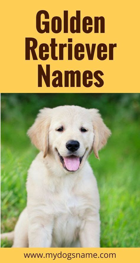 10 Best Golden retriever names images | Golden retriever names, Dog ...