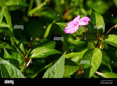 Western Ghats Plants