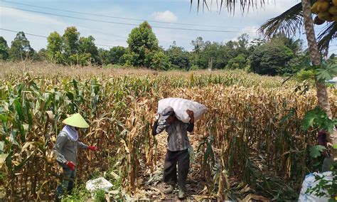 Harga Jagung Di Simalungun Anjlok Petani Semakin Terseok Parboaboa