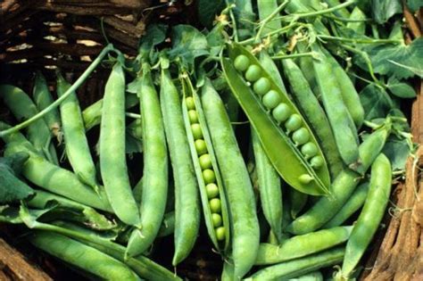 Seeds Peas Vatana Matar Kitchen Gardening Pack Approx 40