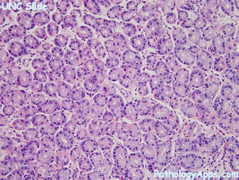 Oxyntic Glands Stomach Histology