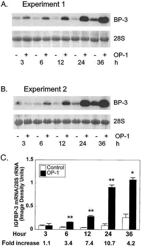 The Effect Of Op 1 100 Ngml On Igfbp 3 Mrna Expression Total Rna