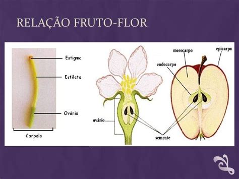 Os Frutos São Derivados De Qual Estrutura Da Flor Várias Estruturas