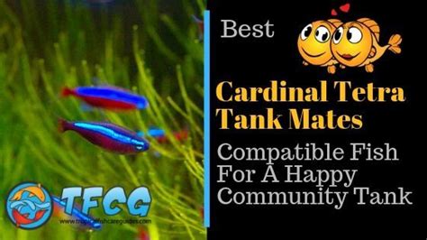 Cardinal Tetra Tank Mates: 7 Compatible Tank Mates For Cardinal Tetras