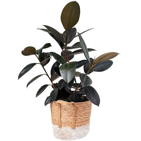 Tropi Co Pack X In Woven Basket For Houseplants Lrtc Rona