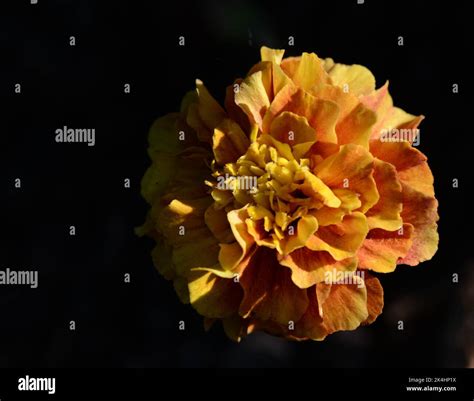 Yellow Marigold Flower Stock Photo Alamy