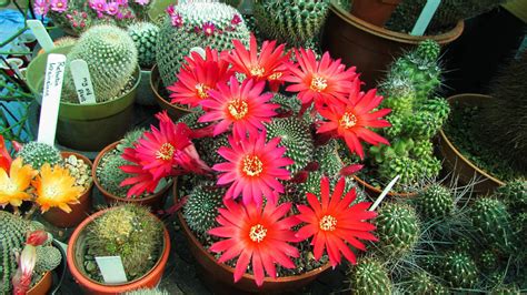 Can You Make Cacti Flower Year Round? Yes and No. - Dengarden