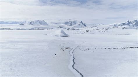 Gentoo Penguin Group Migration Arctic Aerial Stock Footage SBV ...