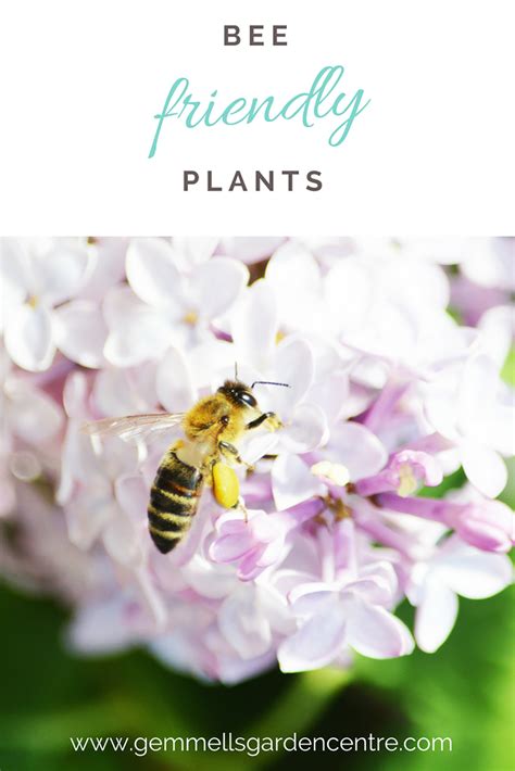 Plant these bee friendly flowers, perennials, herbs, & shrubs in your ...