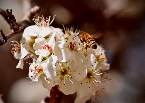 Honey Bee Above Mock Pear Blossom April Colorado Ginger Robinson