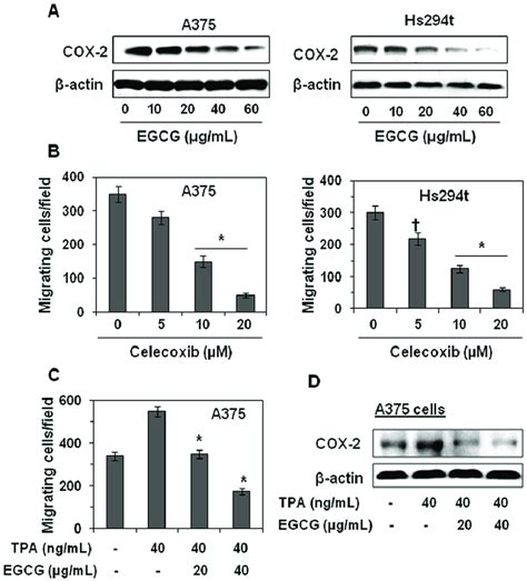 Egcg Inhibits Invasion Of Melanoma Cells By Reducing Endogenous Cox 2