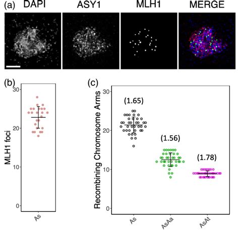 Crossover Number Estimation In Arabidopsis Suecica As A Confocal