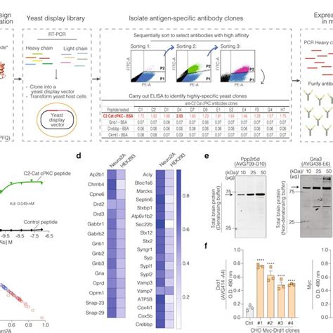 Workflow of recombinant antibody development and different approaches ...