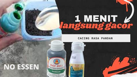 Umpan Cacing Racikan Umpan Lele Harian Langsung Test 1menit Langsung