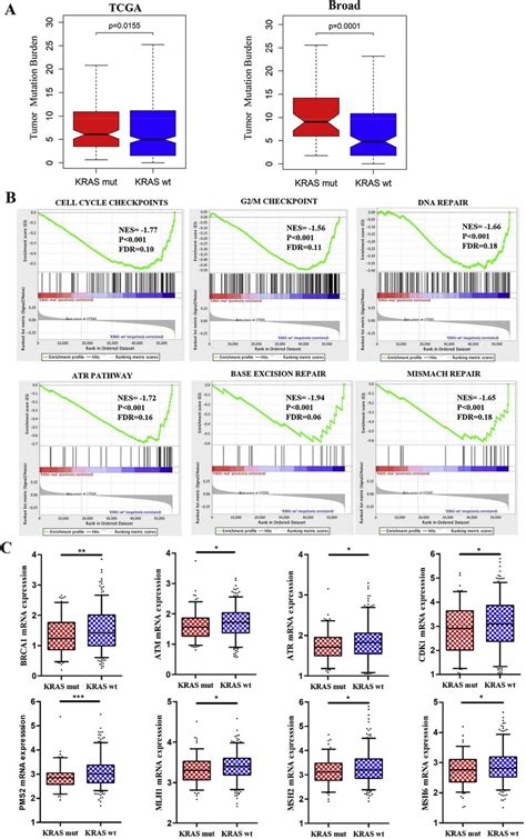 Kras Mutation Is Related To Increased Tmb And Immunogenicity A Download Scientific Diagram