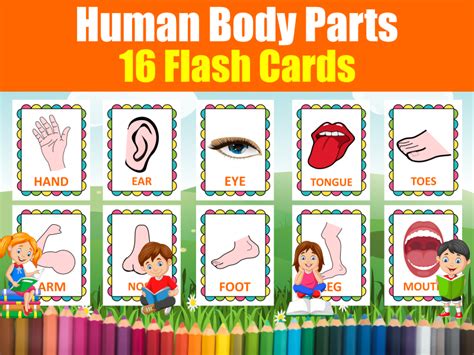 Human Body Parts Flash Cards 16 Printable Vocabulary Flash Cards For