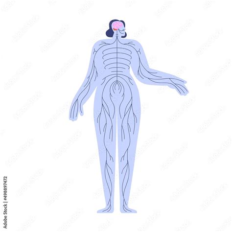 Central and peripheral nervous system with brain, cerebellum, spinal ...