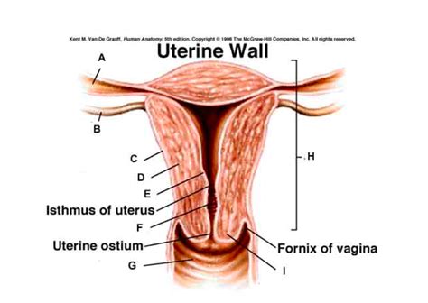 UTERINE WALL Diagram | Quizlet