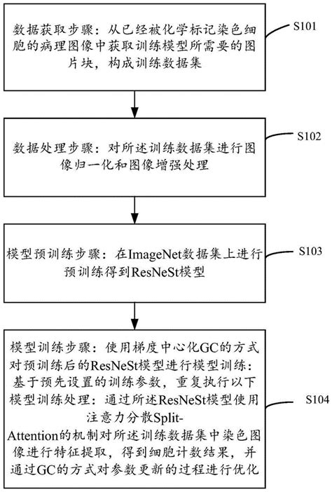 病理图像中细胞计数模型训练方法及装置与流程