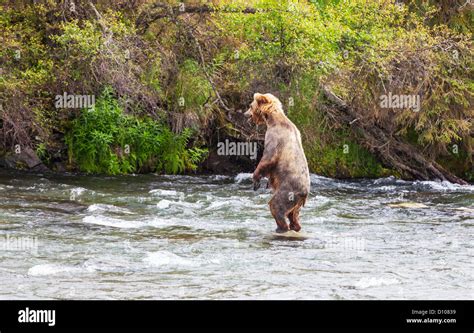 Brown bears fishing for salmon, Brooks Falls, Katmai NP, Alaska,USA ...