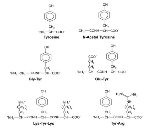 Structures Of Tyrosine N Acetyl Tyrosine Gly Tyr Glu Tyr Tyr Arg