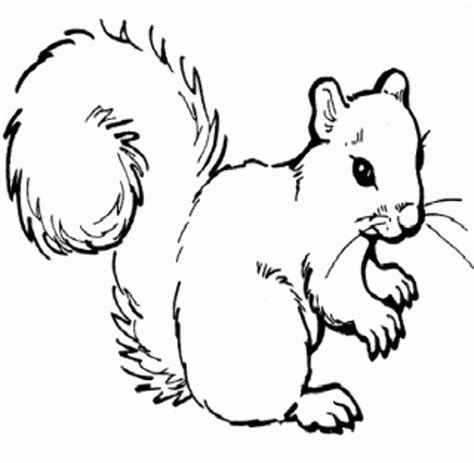 Download High Quality Squirrel Clipart White Transparent Png Images