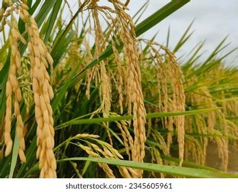 padi menguning royalty  images stock  pictures