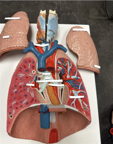 Flat Lung Model Diagram Quizlet